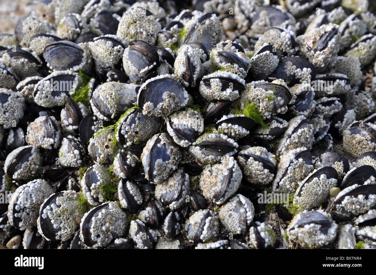Conchiglie di mare "acorn barnacles' Foto Stock