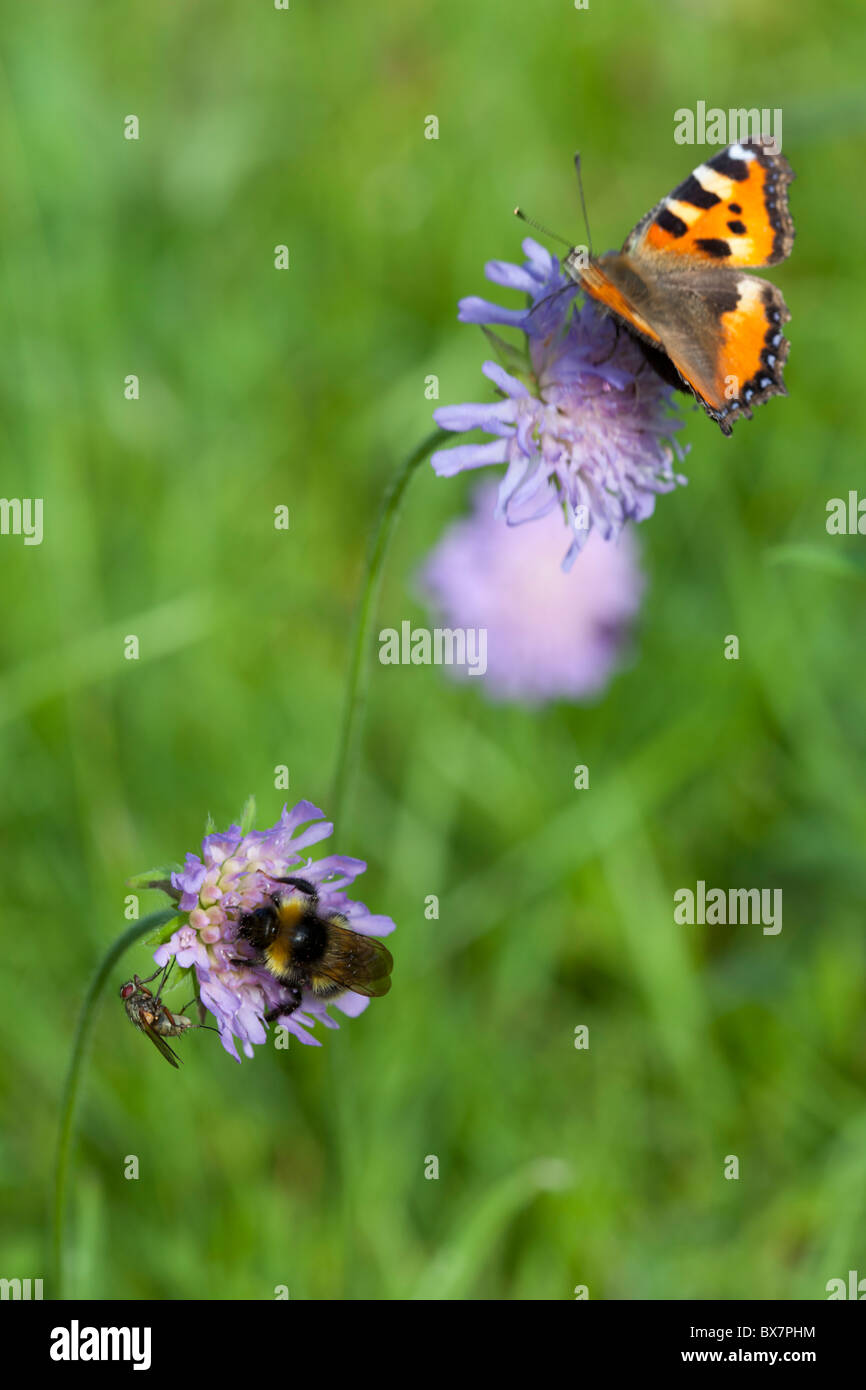 Piccola tortoiseshell ( Aglais orticae ) farfalla , ape e mosca succhiare nettare da fiori di THRFT ( Armeria maritima ) , Finlandia Foto Stock