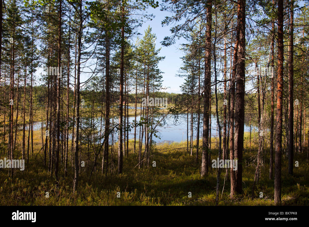 Piccolo lago di palude e palude nel mezzo della brughiera / foresta di conifere taiga , Finlandia Foto Stock