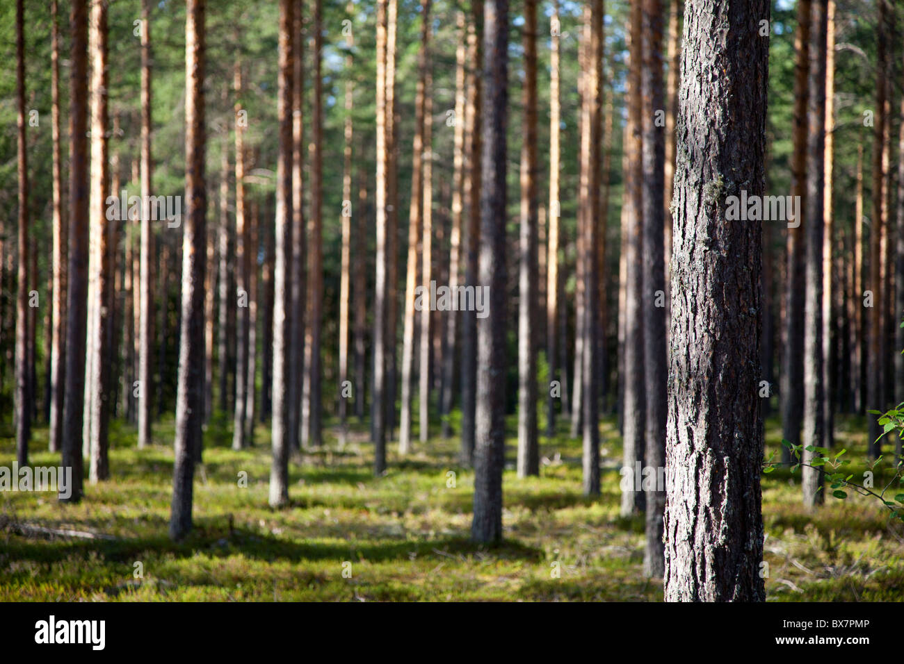 Brughiera di pino finlandese / foresta di taiga di conifere ( pinus sylvestris ) coltivata in brughiera secca o esker , Finlandia Foto Stock