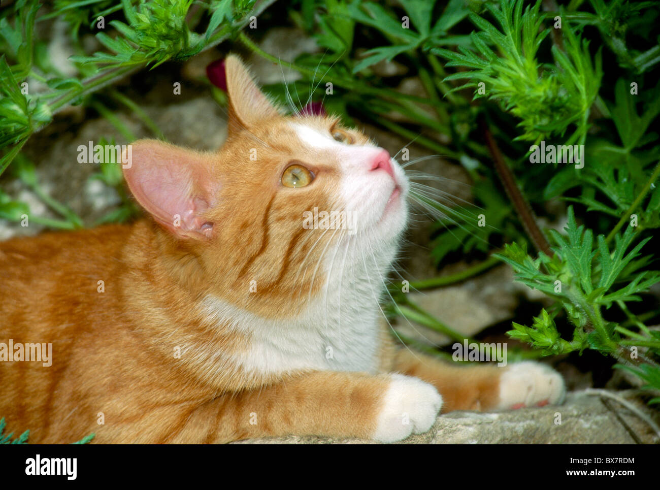 Il Predator's stare: giallo tabby cat seduti in giardino affascinare da qualcosa sopra la sua testa. Foto Stock