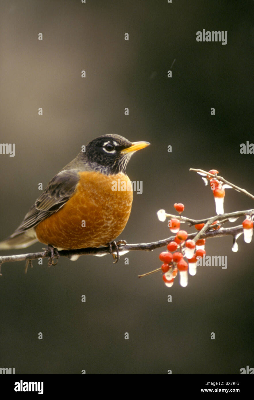 Robin, Turdus migratorius, sul ramo di agrifoglio ricoperta di ghiaccio in inverno Foto Stock