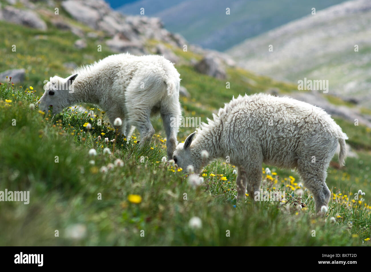 Capre di montagna sulla montagna, segno di indipendenza Foto Stock