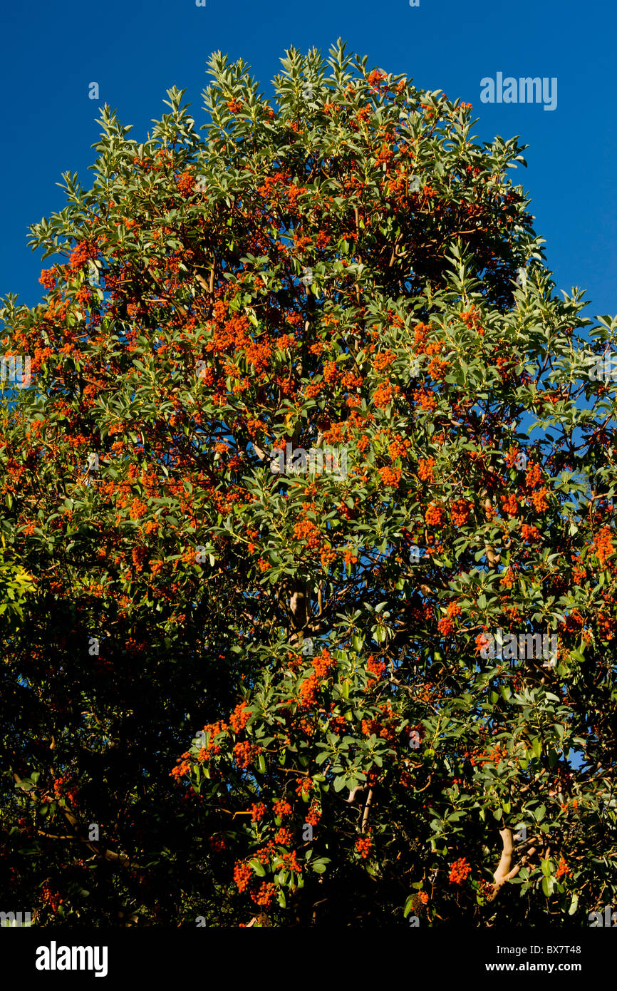 Pacific Madrone, Arbutus menziesii, con abbondanti frutti; California. Foto Stock