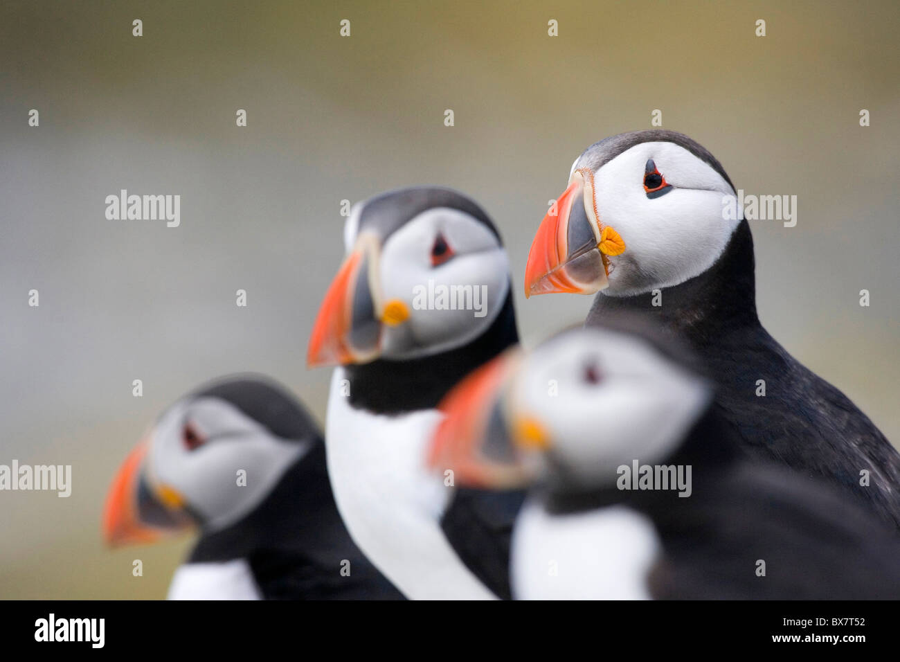 I puffini sull isola di fiocco, farne Islands, Northumberland Foto Stock