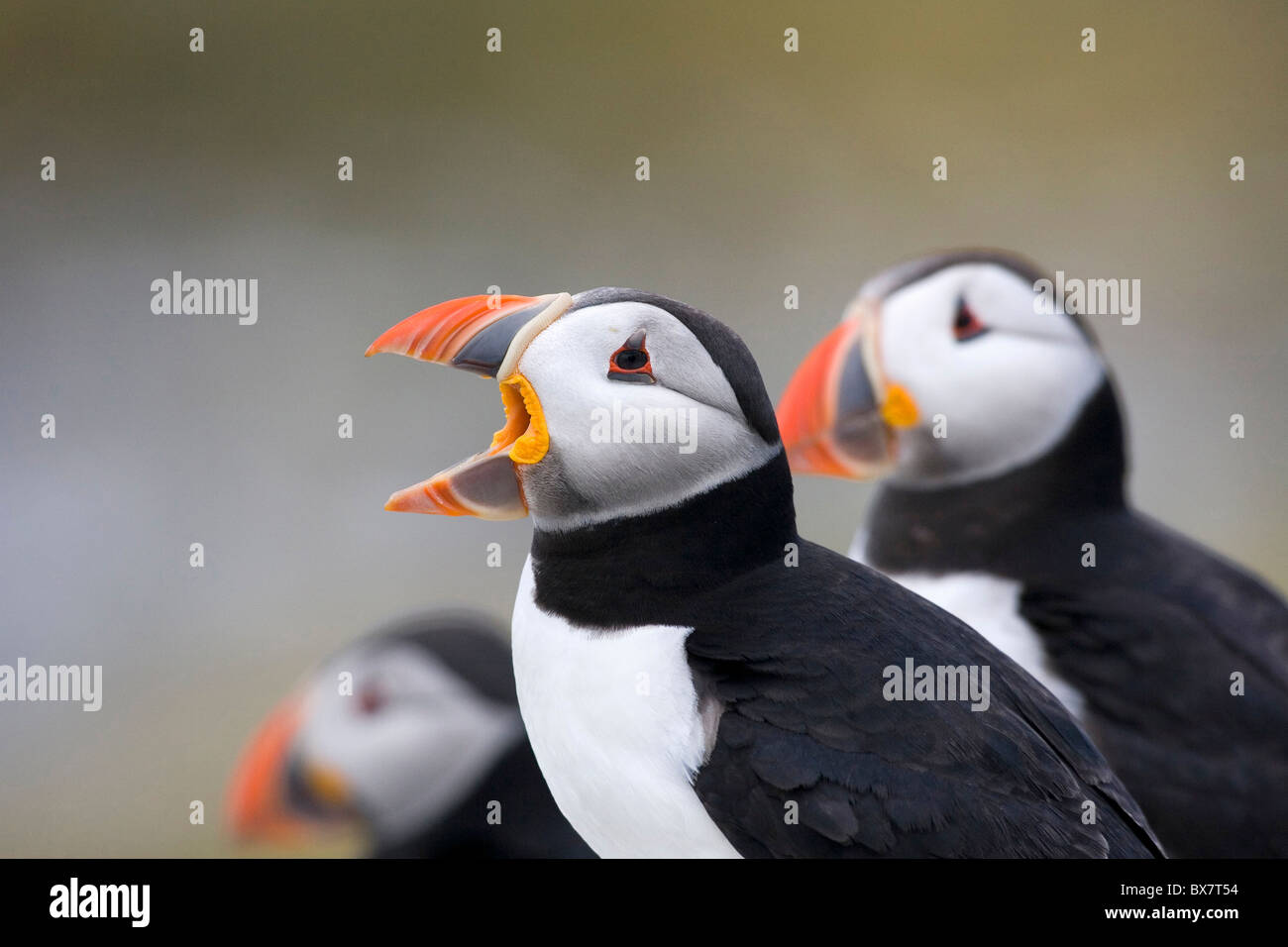 I puffini sull isola di fiocco, farne Islands, Northumberland Foto Stock