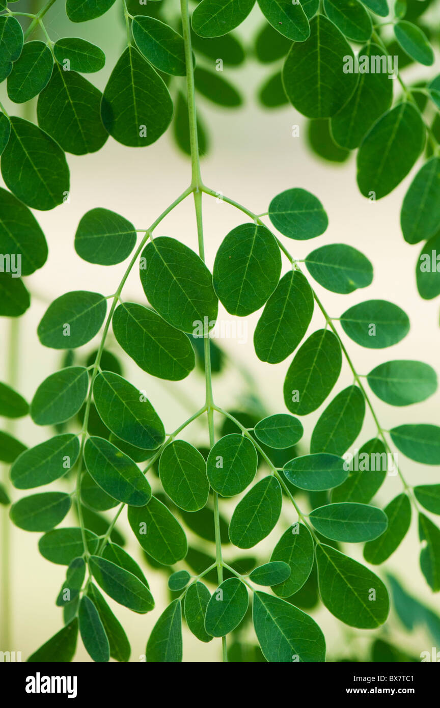 Moringa Oleifera, coscia foglie. India Foto Stock