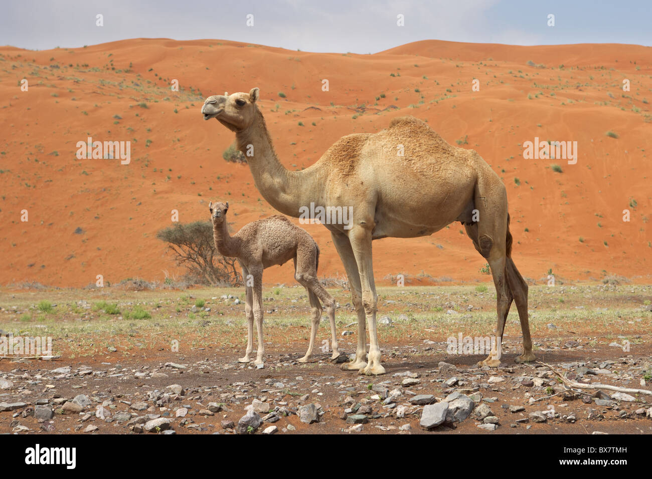 Un cammello con il suo vitello in Wadi Sumayni, Oman. Foto Stock