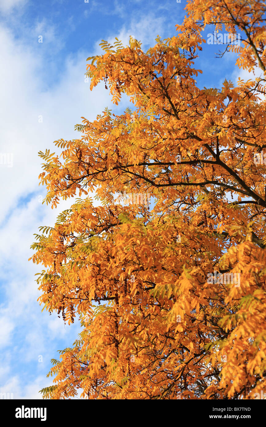 Foglie autunnali su una struttura ad albero nella parte anteriore della luce cielo nuvoloso. Foto Stock