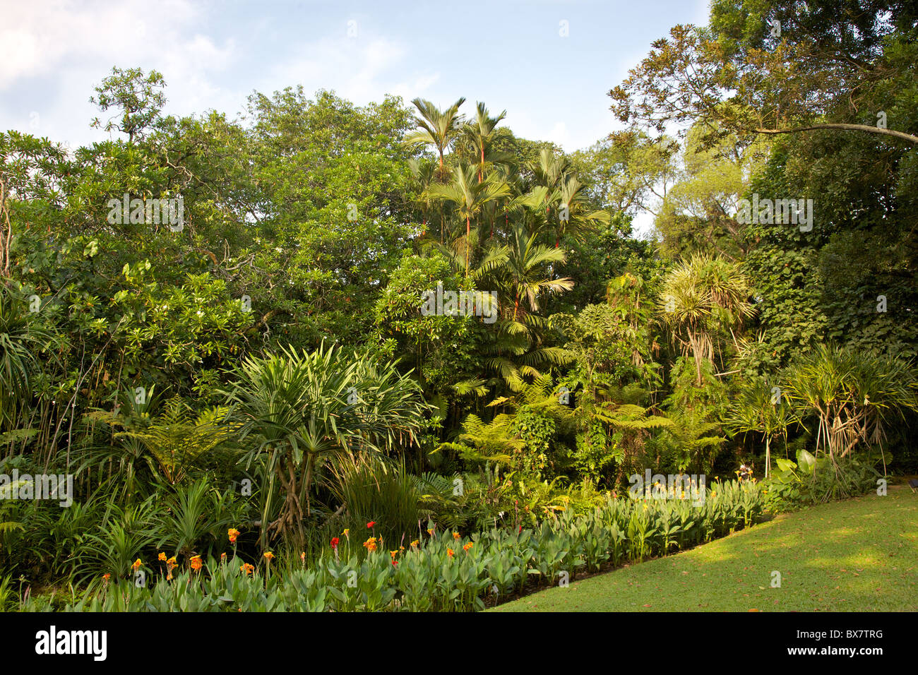 Una profusione di piante tropicali in Singapore Botanic Gardens. Foto Stock
