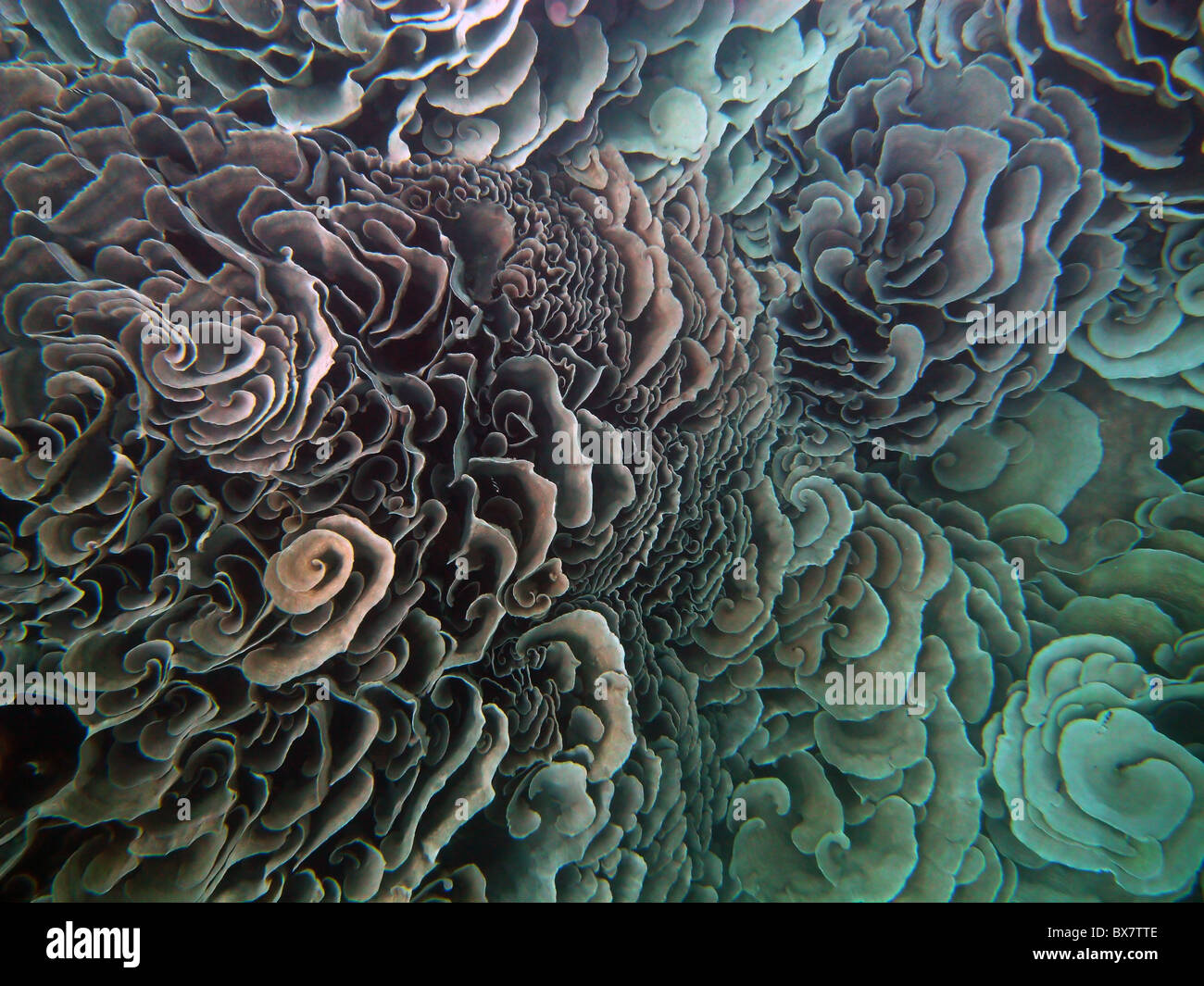 Lamellate Echinopora sp. (?) (Cavolo coral) nel buco blu, Cocos Keeling laguna, Oceano Indiano Foto Stock