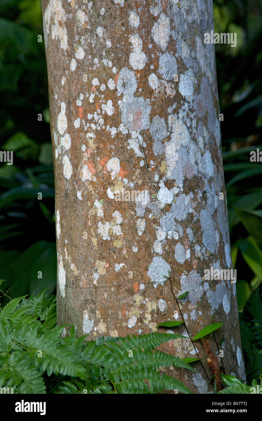 Il tronco di un albero che cresce in Singapore Botanic Gardens. Foto Stock