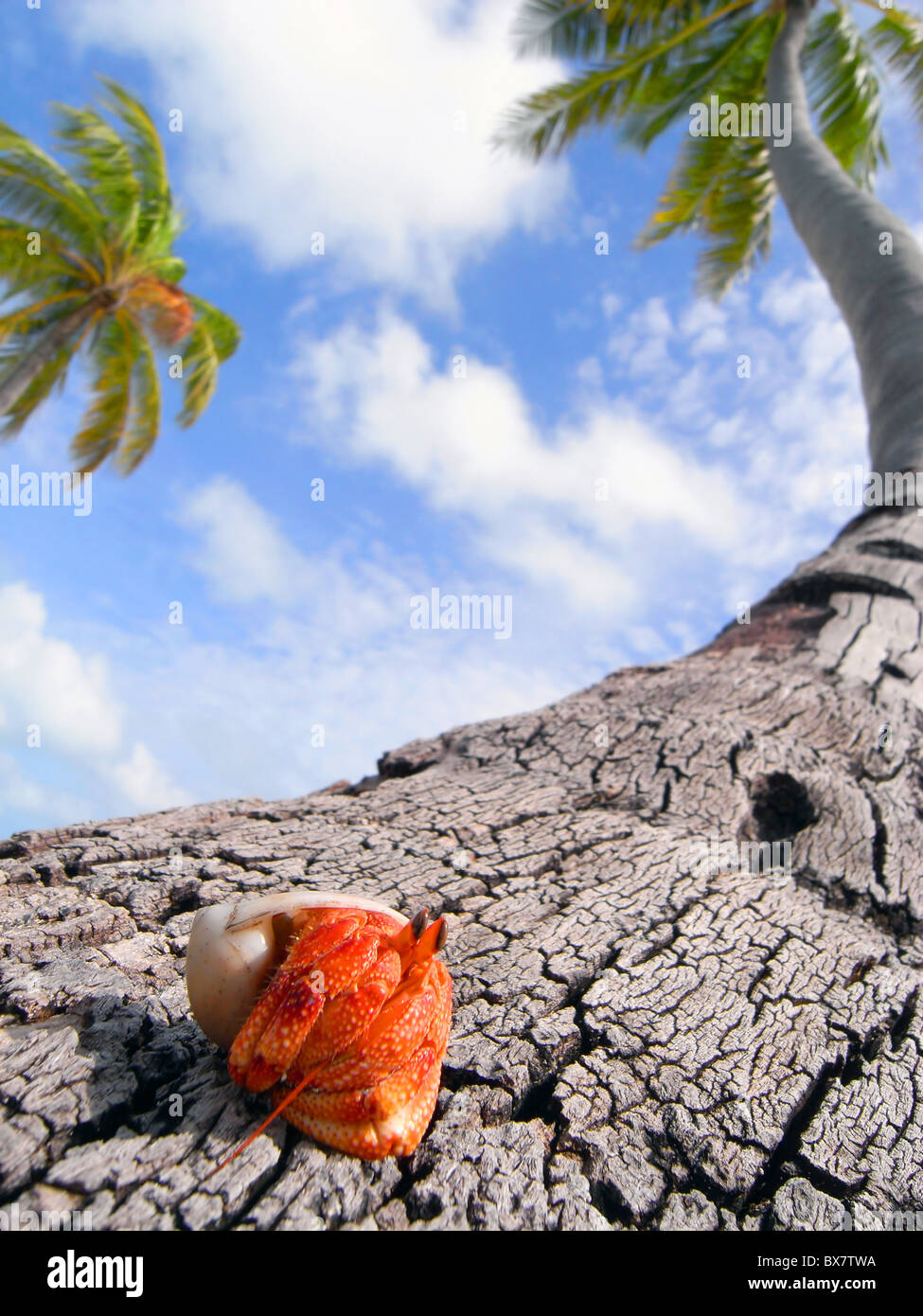 Il granchio eremita (variabilis sp.) sulla base della palma da cocco (Cocos nucifera), West Island, il Cocos Keeling, Oceano Indiano Foto Stock