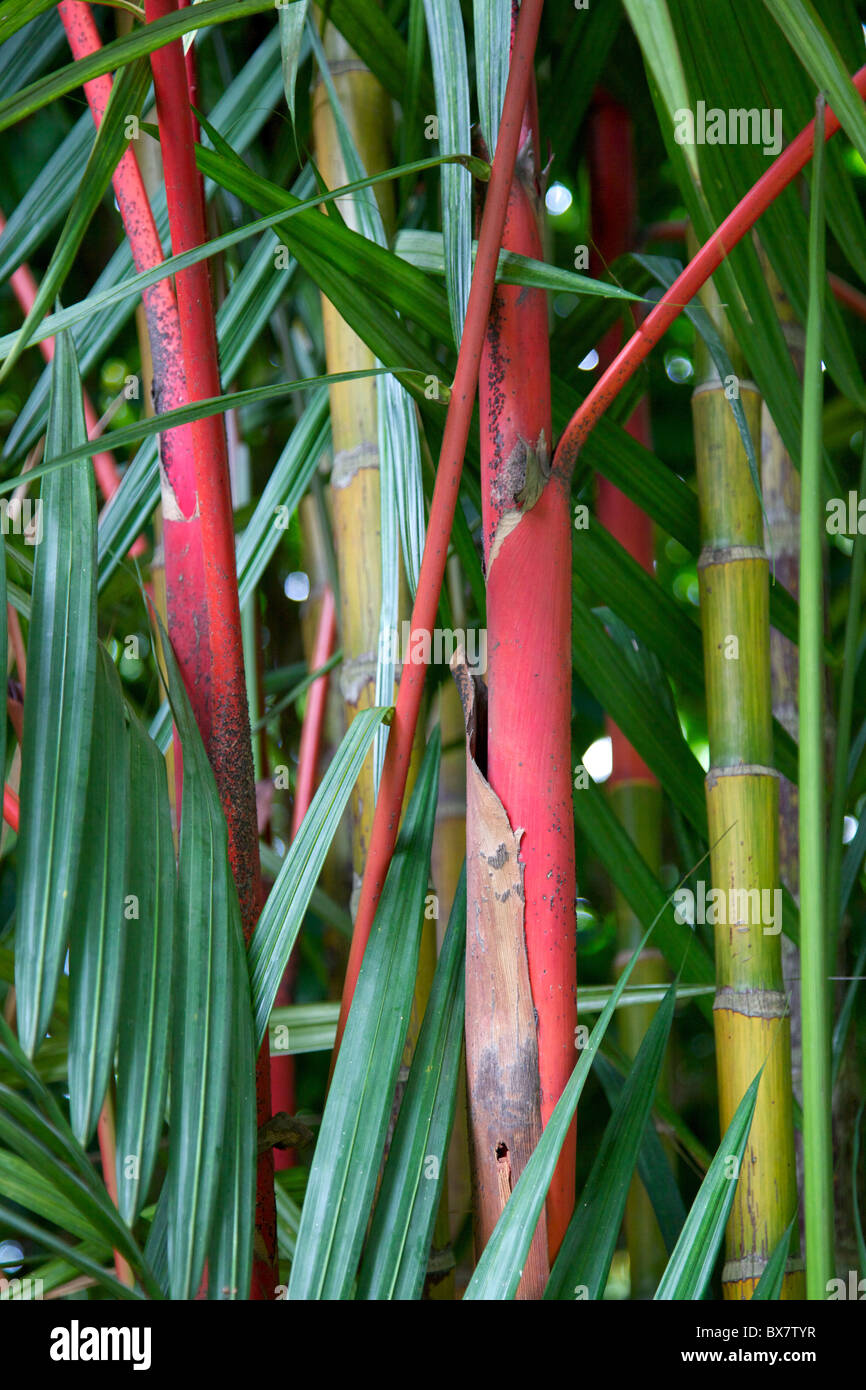 Gli steli di bambù crescenti in Singapore Botanic Gardens. Foto Stock
