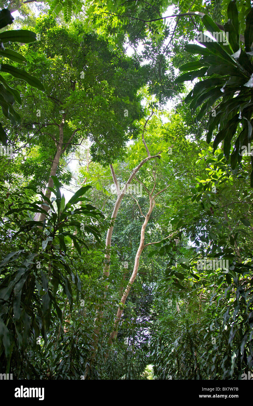 Un dettaglio della foresta pluviale in Singapore Botanic Gardens. Foto Stock