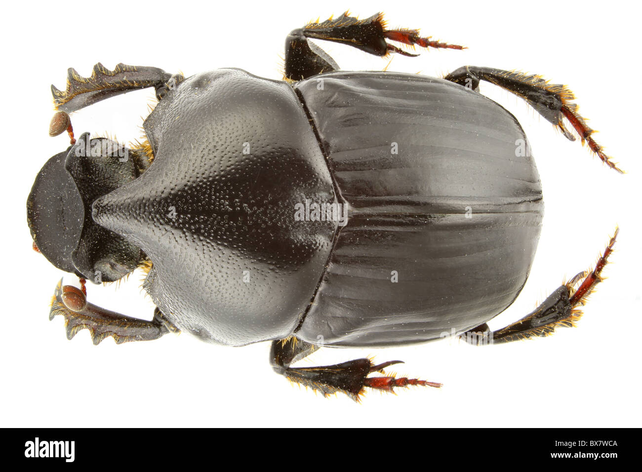 Bubas bison (dung beetle) isolato su uno sfondo bianco. Foto Stock