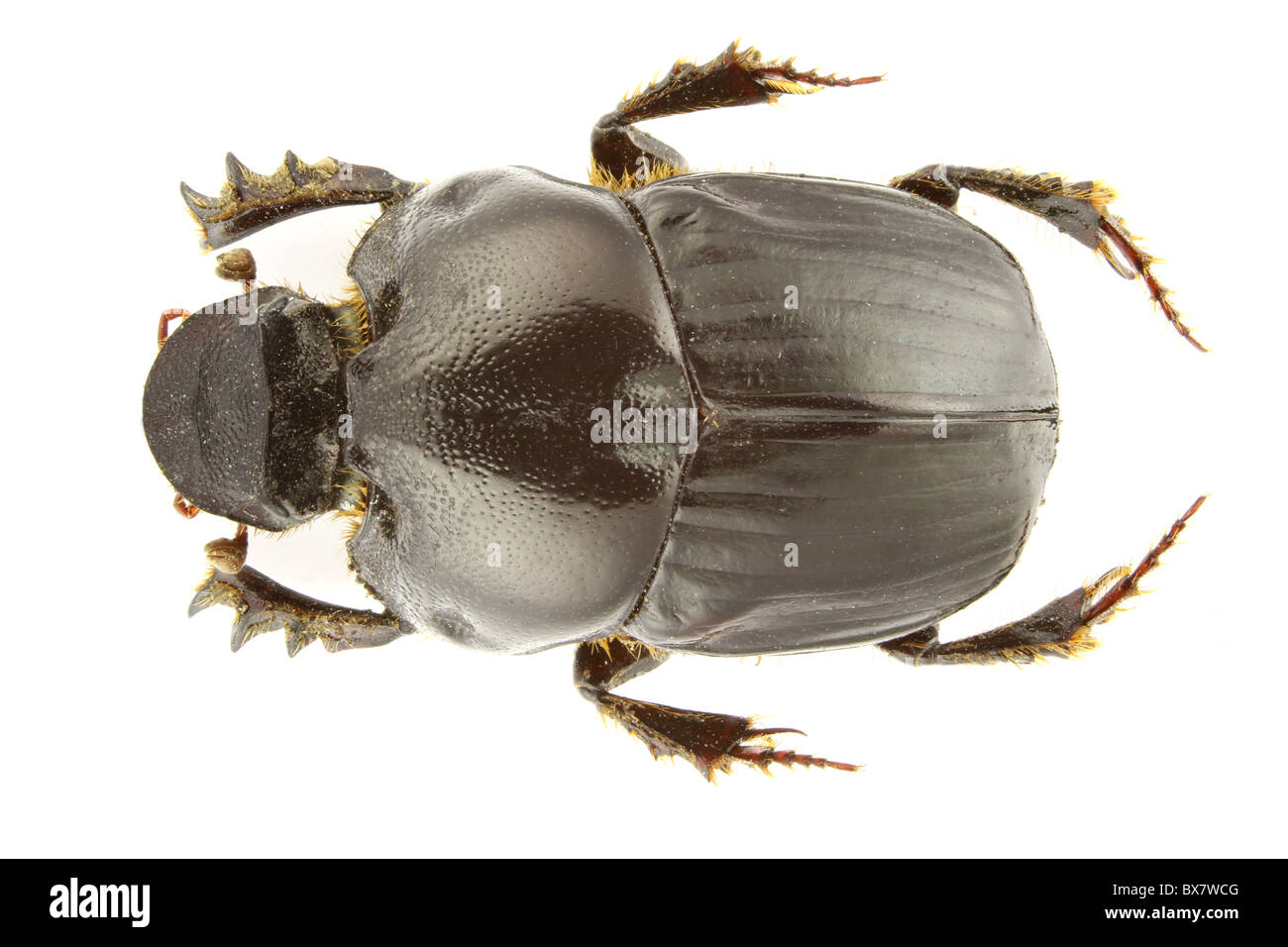 Bubas bubalus (dung beetle) isolato su uno sfondo bianco. Foto Stock