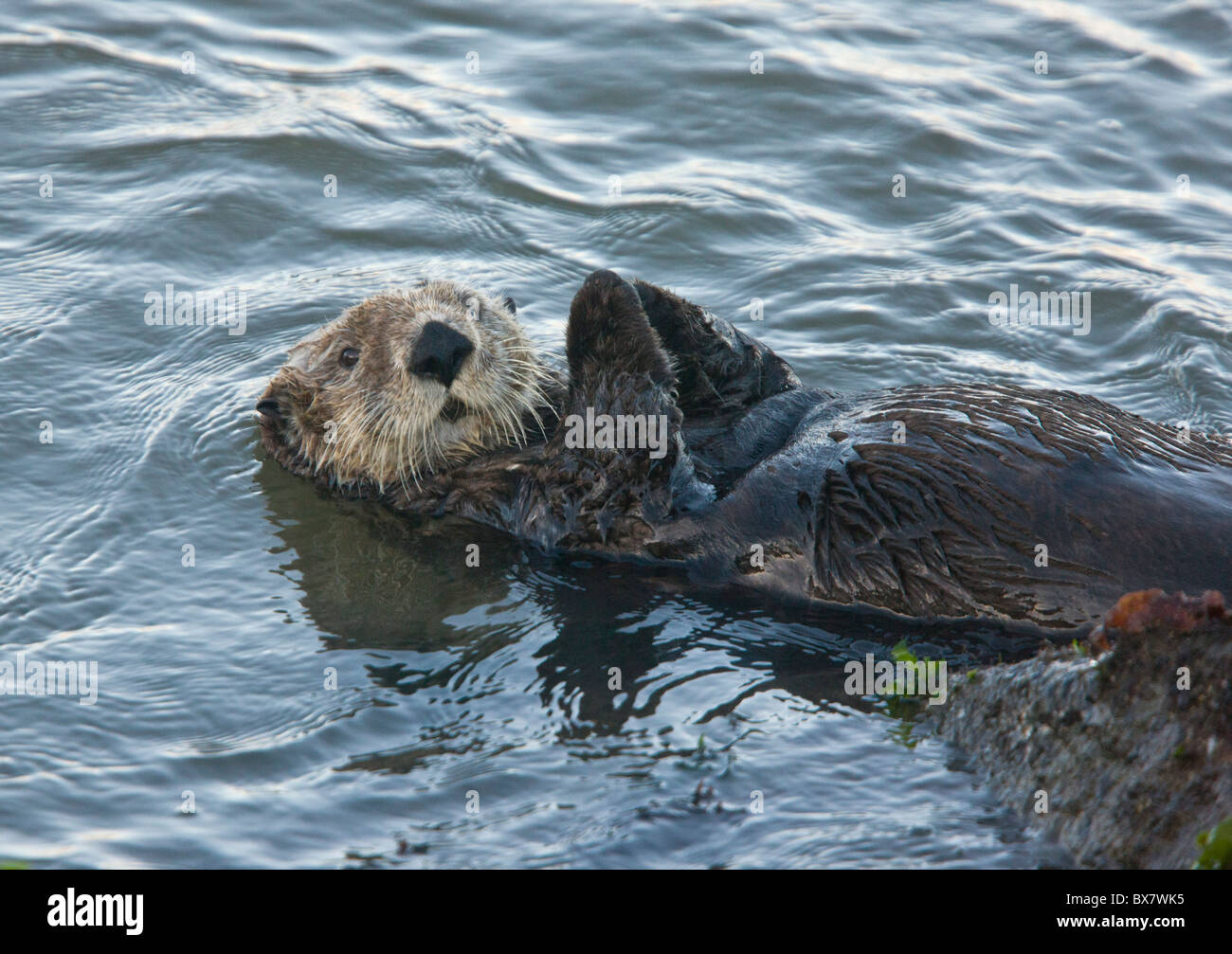 Sea Otter Enhydra lutris, la California del sud. Foto Stock