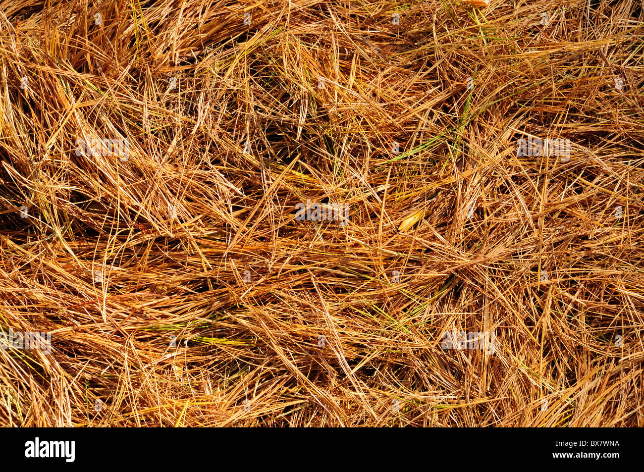 Golden aghi di pino sul terreno Foto Stock