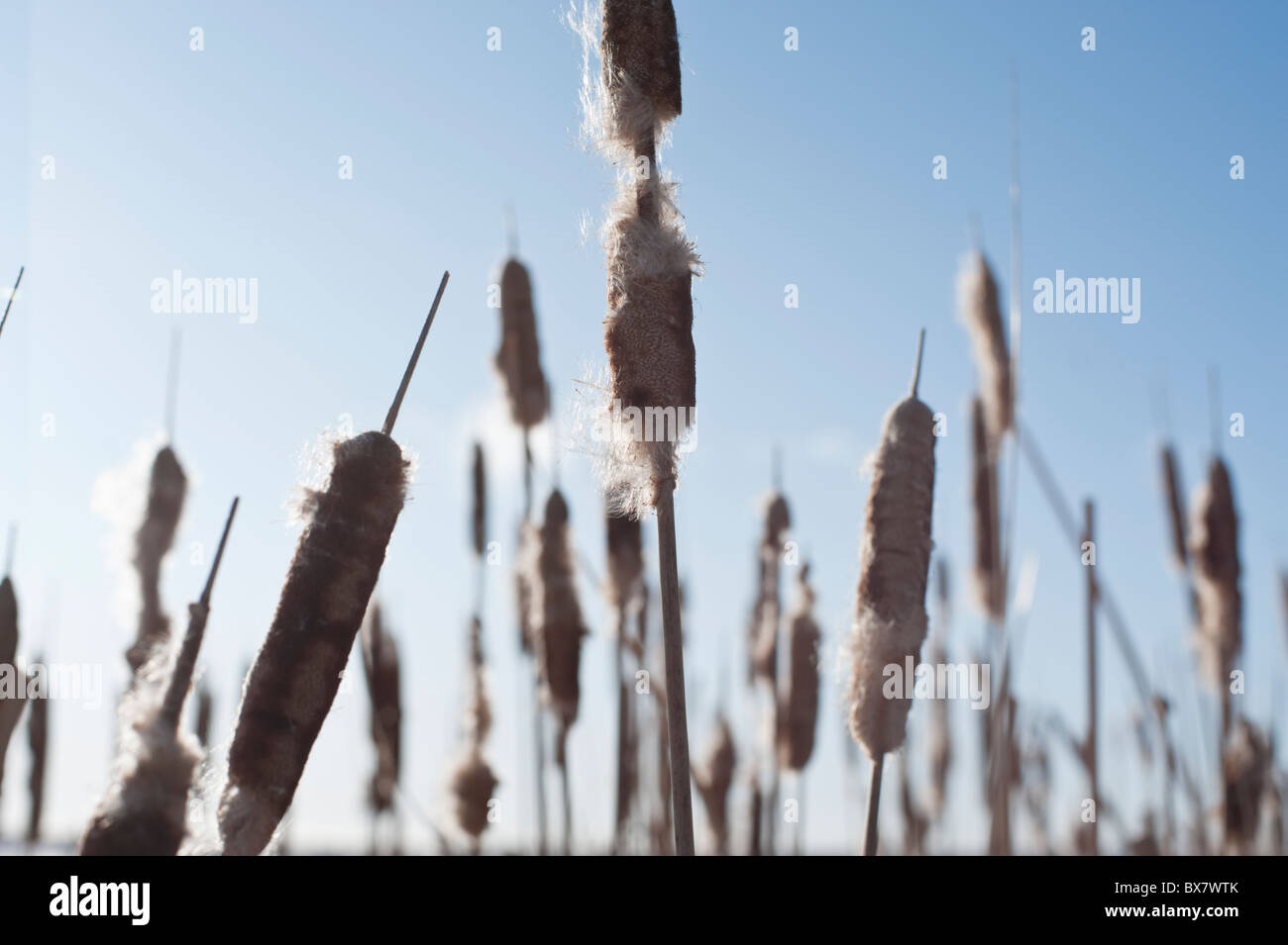 Comune di tifa (Typha latifolia), noto anche come bullrushes, d'inverno. Foto Stock