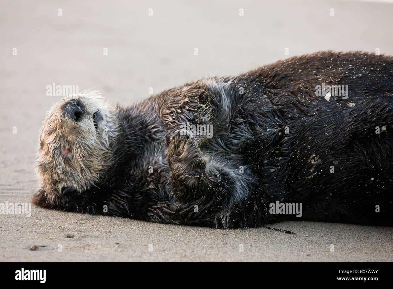Sea Otter Enhydra lutris trainato fino sulla spiaggia sabbiosa di dormire, la California del sud. Foto Stock