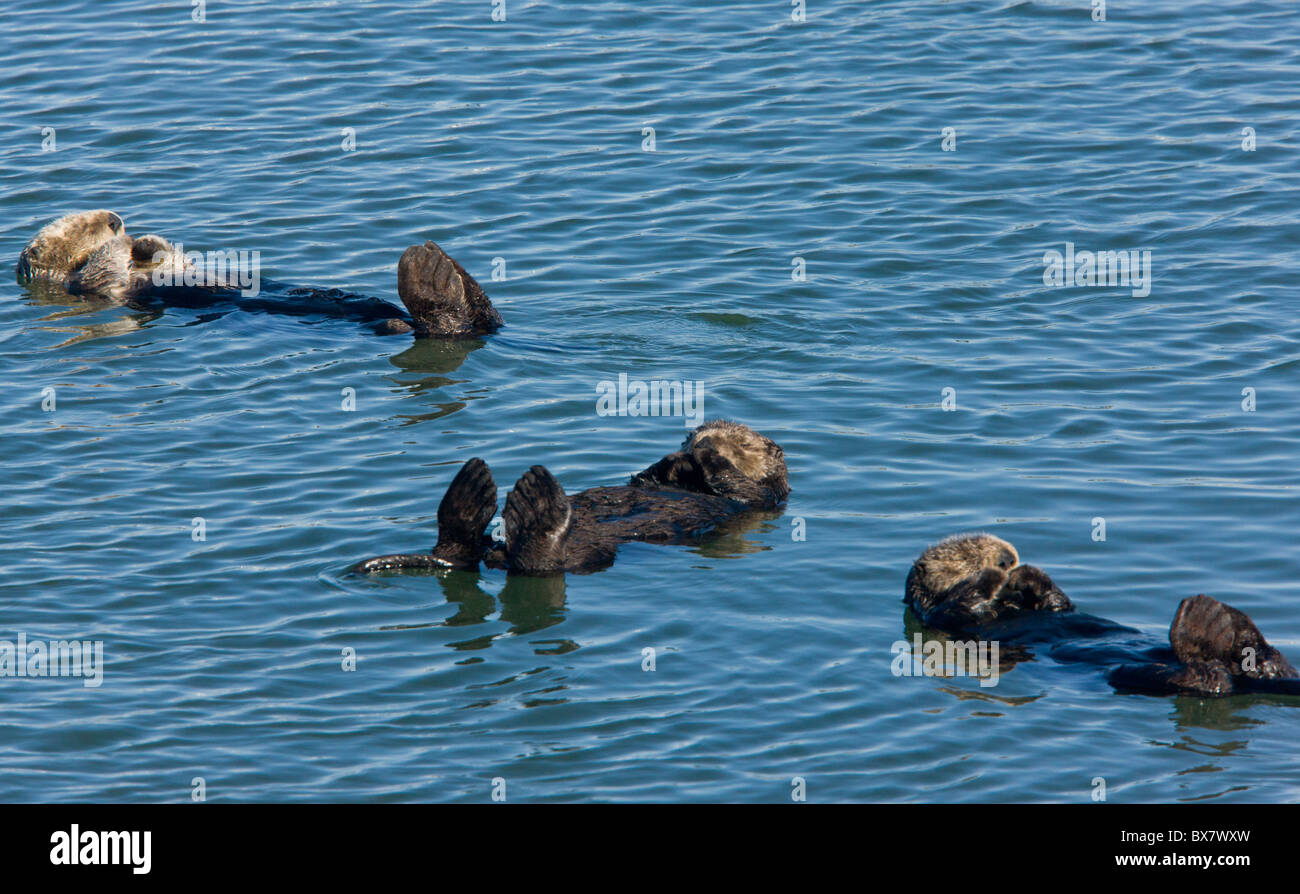 Le lontre marine Enhydra lutris, rilassante galleggiante sul loro retro in mare; la California del sud. Foto Stock
