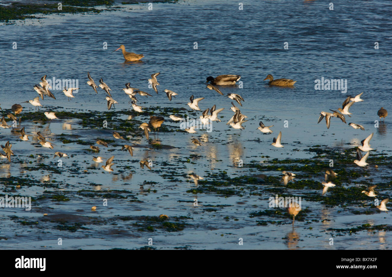 Wader misti gregge, principalmente Dunlin, Sanderling e in marmo Godwits, alimentando intorno al tideline, Moss Landing, California. Foto Stock