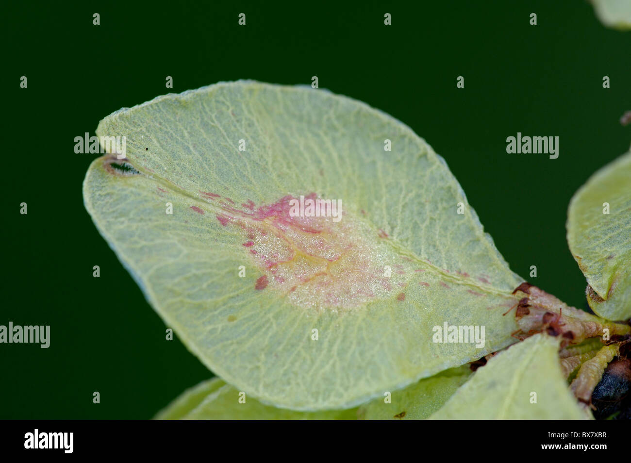 Whych olmo (Ulmus glabra), frutta Foto Stock