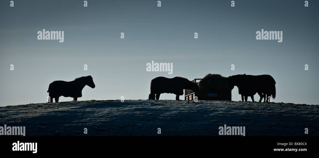 I cavalli in silhouette alimentando in inverno in South Lanarkshire, Scozia Foto Stock