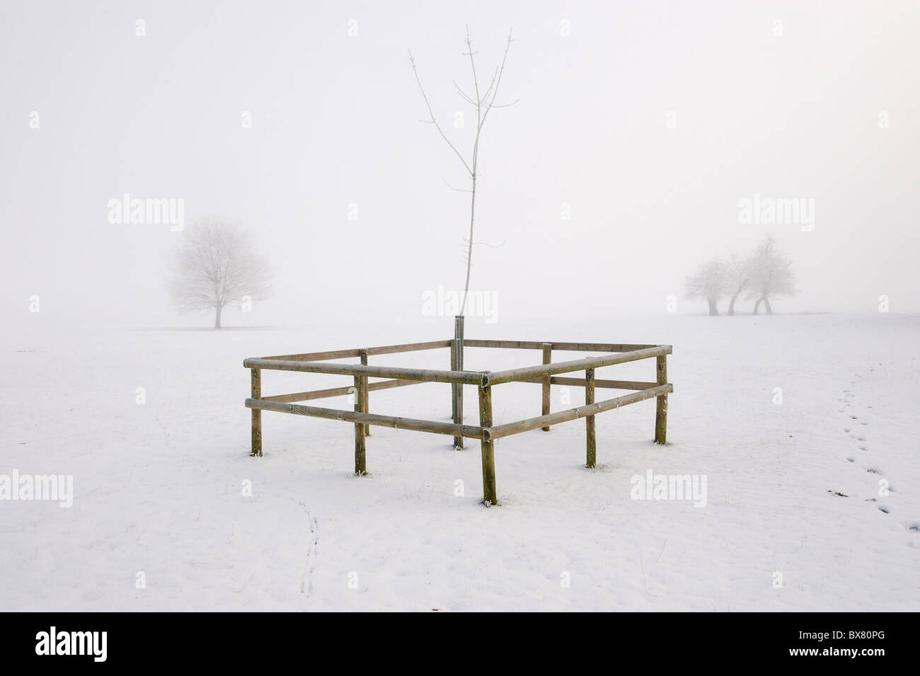 Gli alberi giovani in neve e nebbia, Sandon Park, Staffordshire Foto Stock