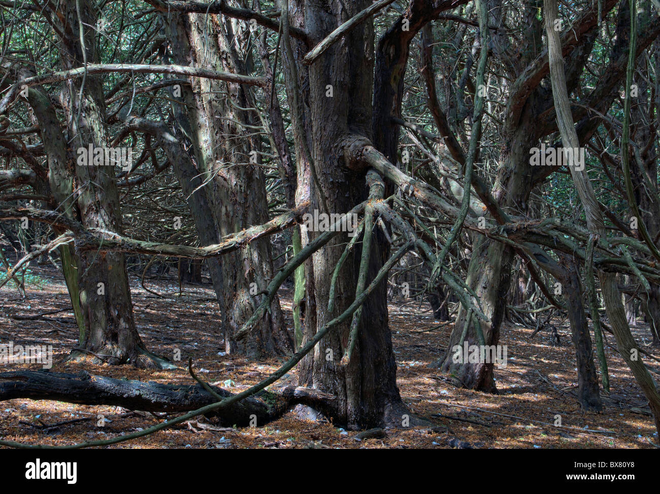 Yew alberi, Kingley Vale, West Sussex Foto Stock