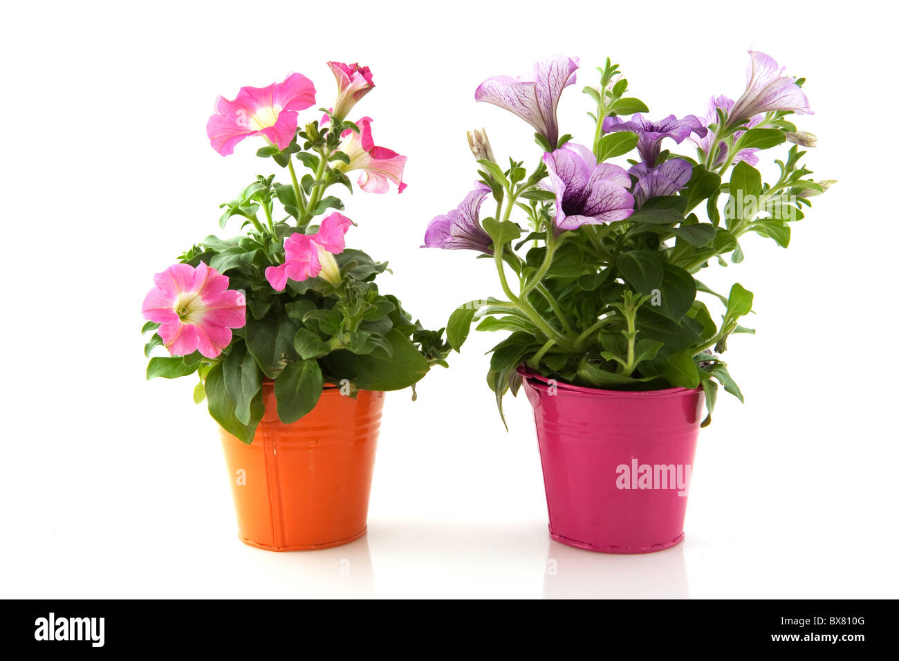 Rosa e viola nella petunia bucketes colorati Foto Stock