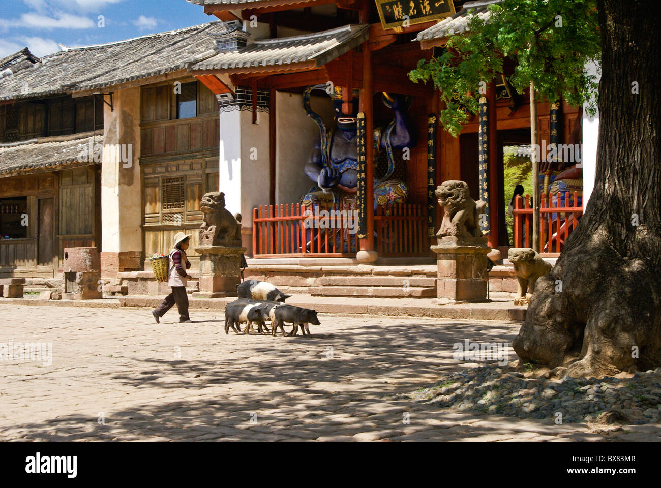 Donna con suini al tempio buddista, Sideng Street, Shaxi, Jiangsu, Cina Foto Stock