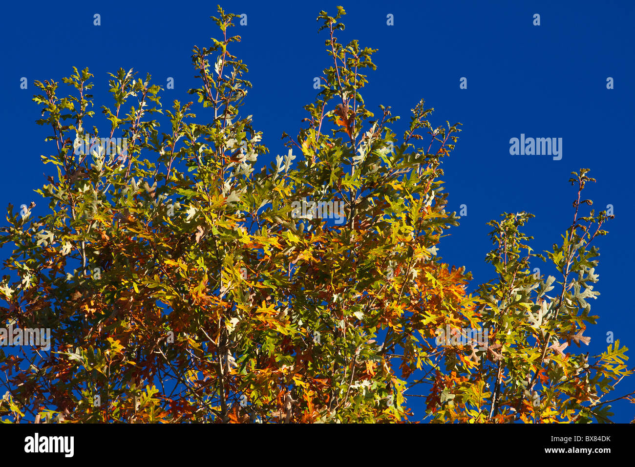 Close up di un colorato treetop in un bianco quercia in autunno la luce del mattino. Il nome scientifico è Quercus Alba. Foto Stock