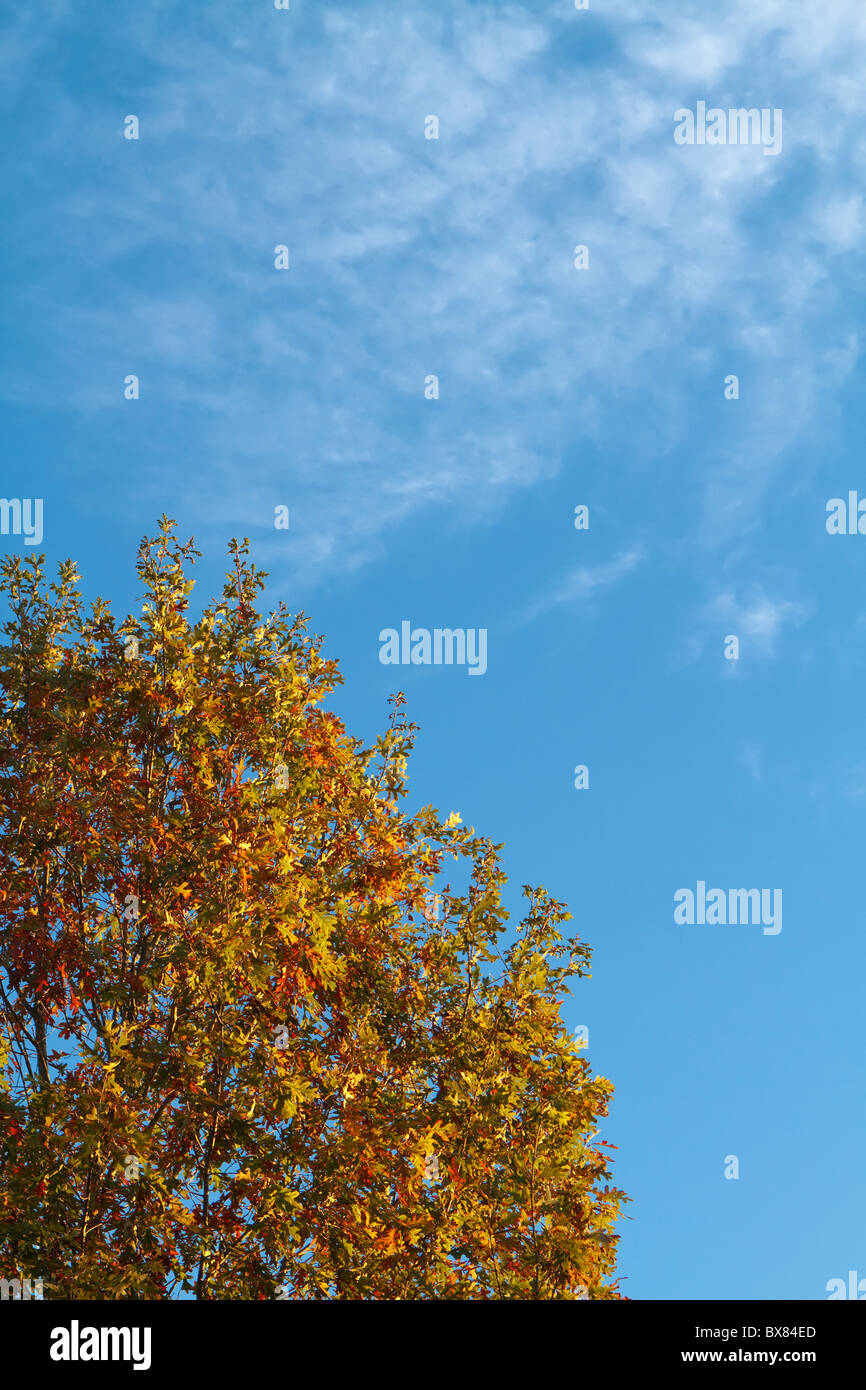 La colorata treetop di una quercia bianca di albero in autunno la luce del mattino. Il nome scientifico di questa specie di albero è Quercus Alba. Foto Stock