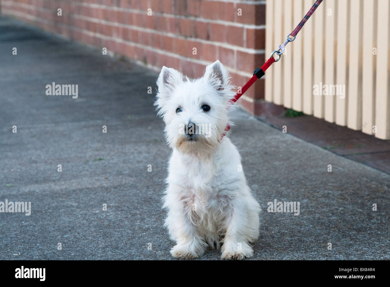 Westland Highland terrier cucciolo siede davanti al gate in Sydney street Foto Stock
