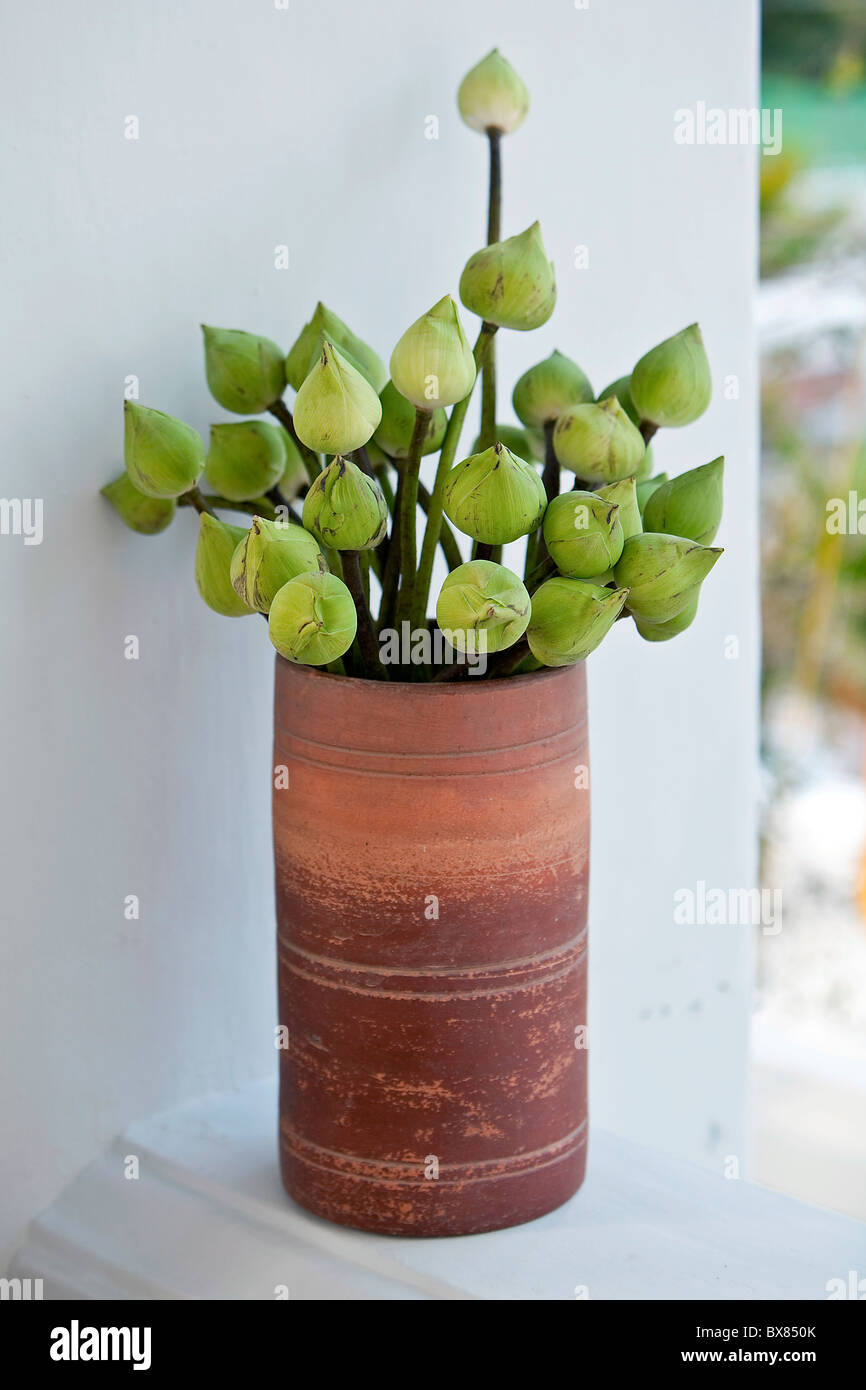 I fiori di loto in un vaso Foto Stock