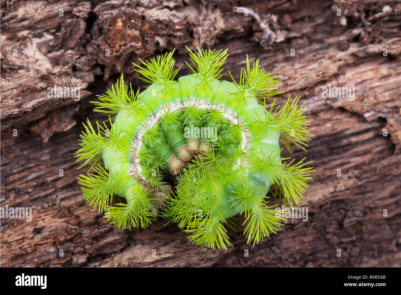 Il verde di Caterpillar. Foto Stock