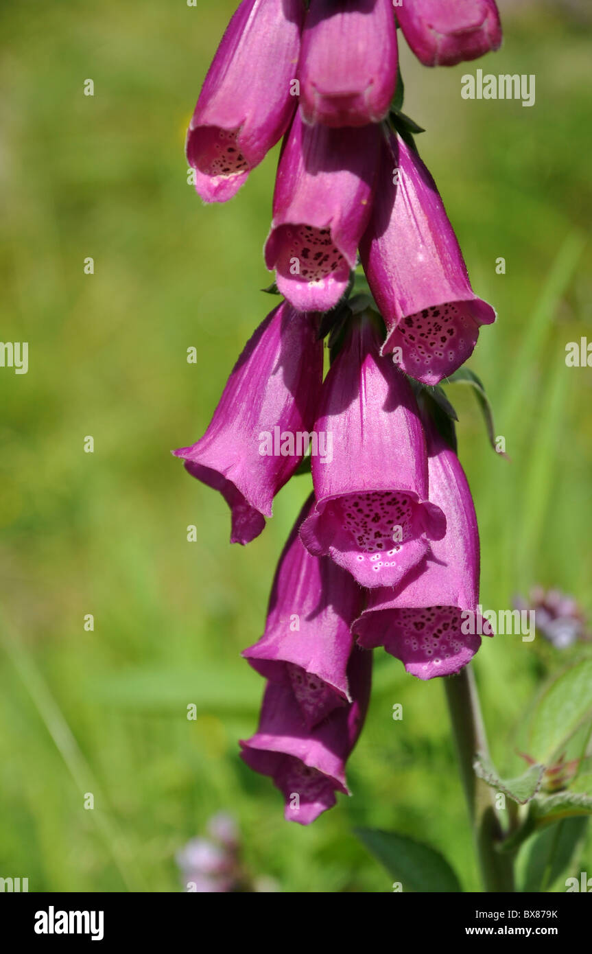 Bella viola 'Digitalis purpurea' Foto Stock