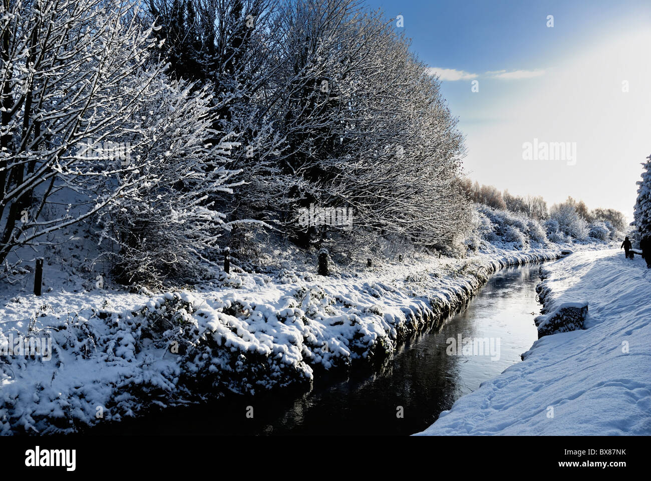 Scena invernale di alberi di neve Foto Stock