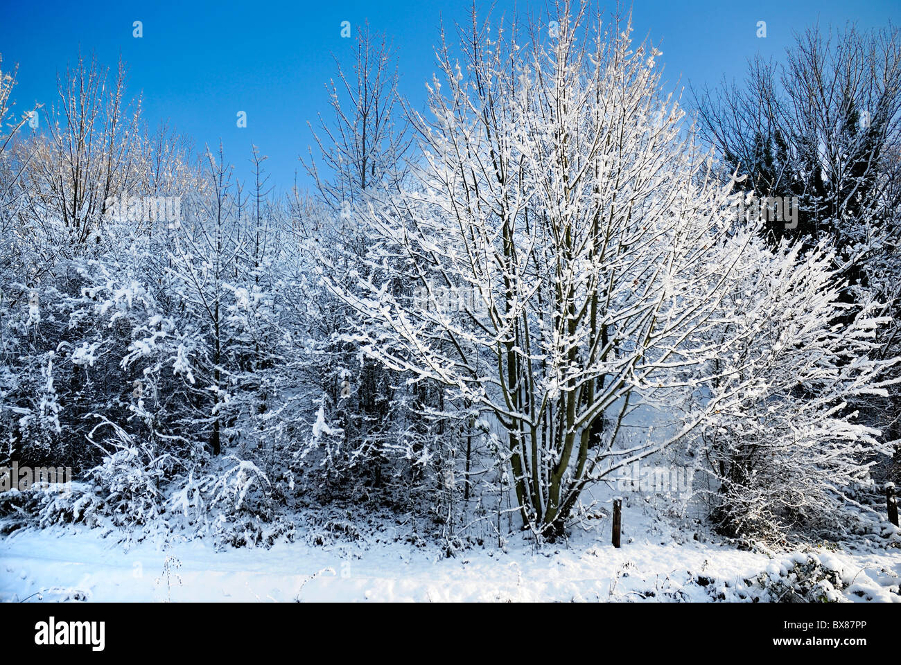 Scena invernale di alberi di neve Foto Stock