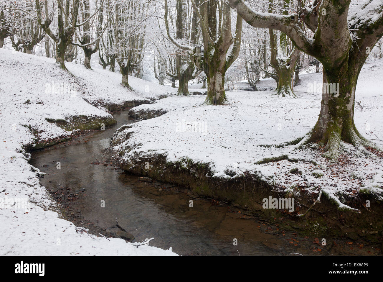 Il faggio di Otzarreta, Gorbea Parco Naturale Alava, Spagna Foto Stock