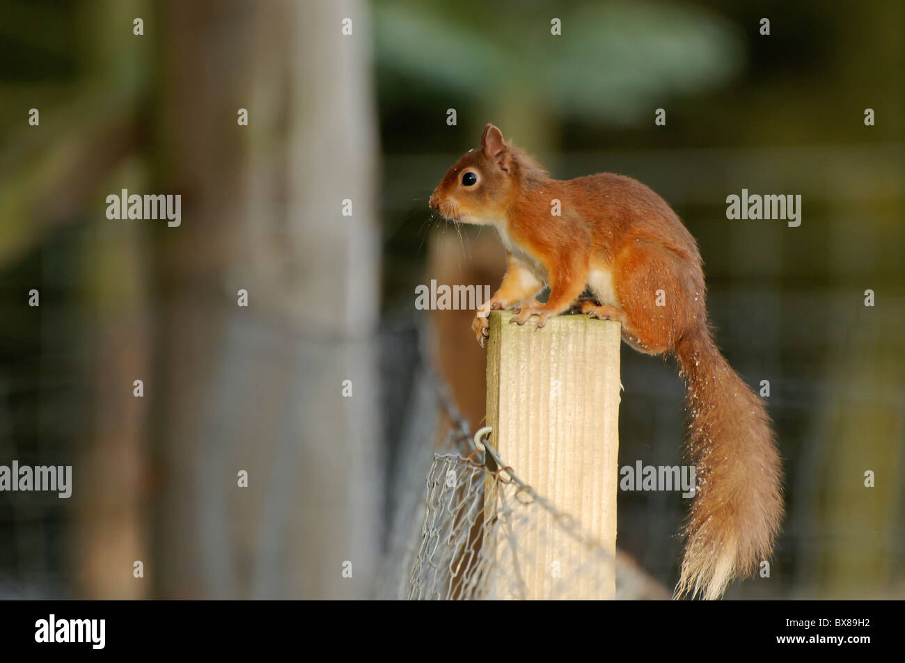 Uno scoiattolo rosso in boschi di pino, Kincraig, Scozia Foto Stock