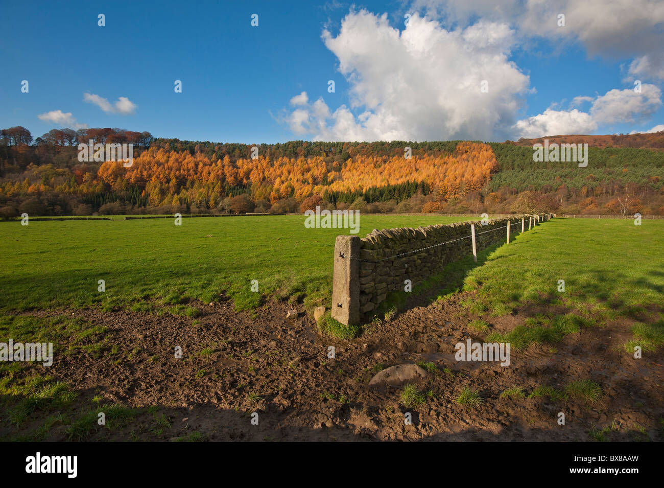 Il Peak District nel Derbyshire, Inghilterra in autunno (caduta). Vi è un bel colore dorato per gli alberi sulla collina. Foto Stock