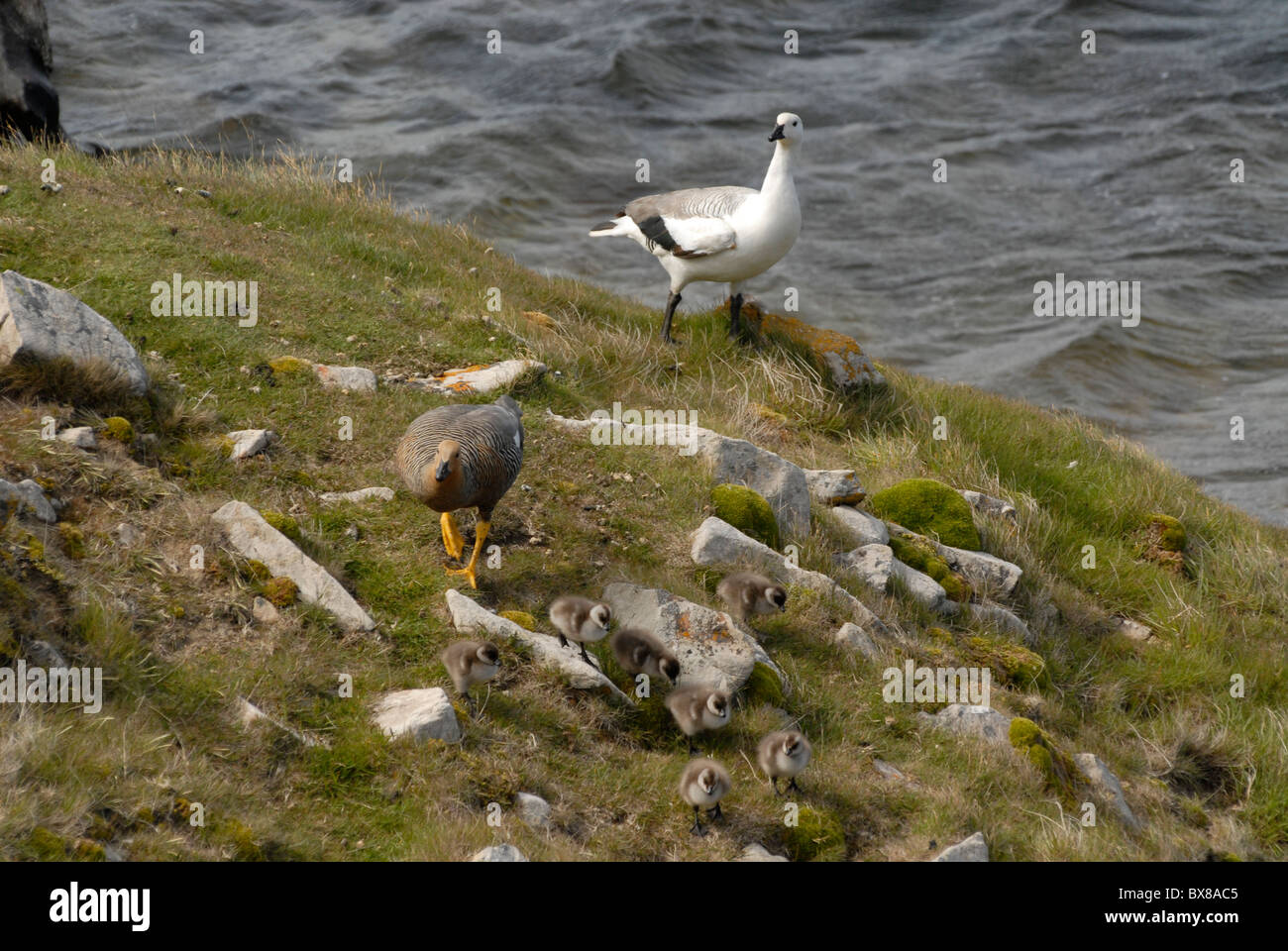 Magellan goose (Chloephaga picta) con pulcini, Isola di carcassa, West Falkland Foto Stock