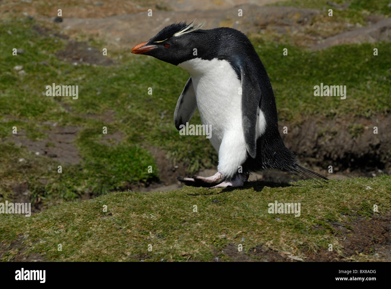 Pinguino saltaroccia (Eudyptes chrysocome) a Saunders Island, West Falkland Foto Stock
