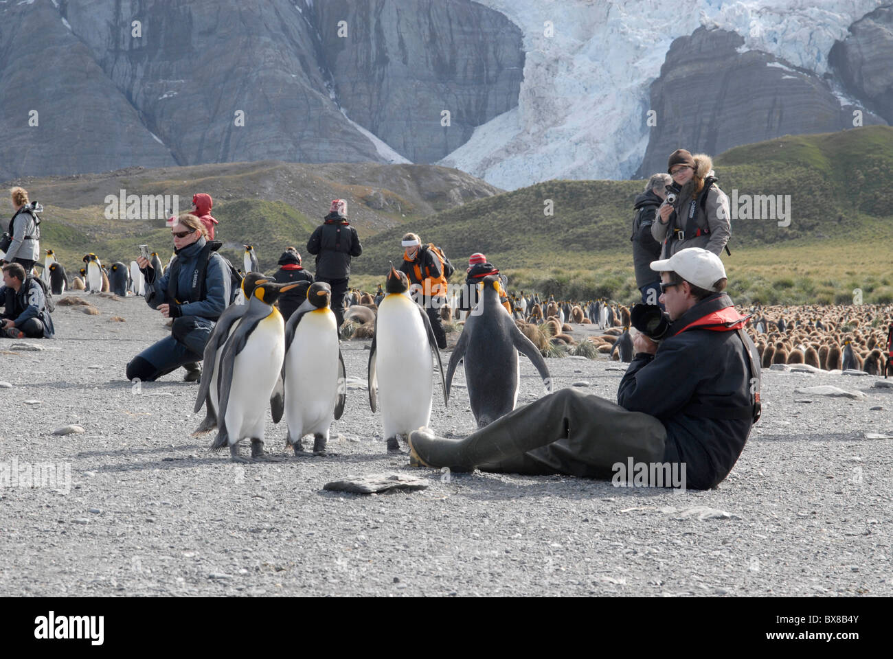 5 curioso re pinguini osservando una guida turistica, oro Harbour, Georgia del Sud Foto Stock