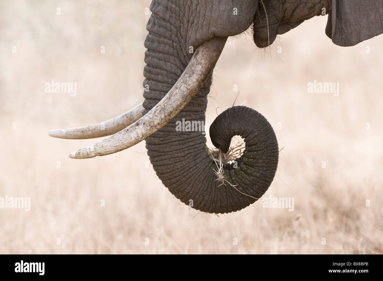 Elefante africano (Loxodonta africana) mangiare erba, close-up del tronco e il brosmio, Samburu riserva nazionale, Kenya Foto Stock