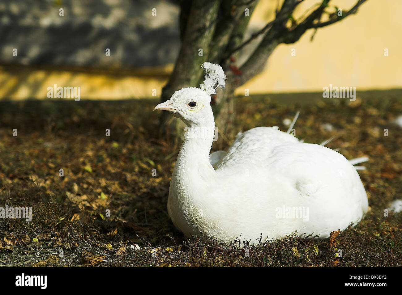 Il pavone bianco vita femminile in castello Libochovice Foto Stock