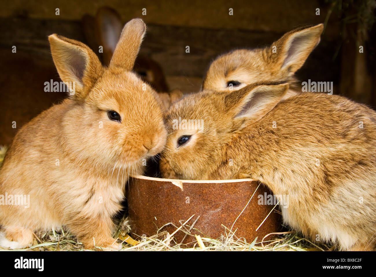 I conigli di bambino Foto Stock